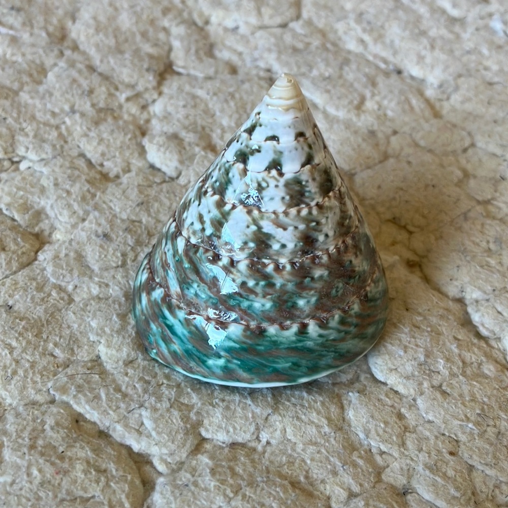 Decorative sea shell made in the Philippines